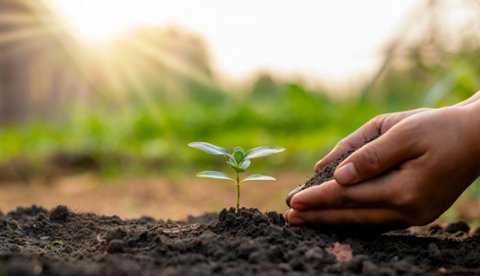 Shocked by fruit and veg prices? Why not grow your own