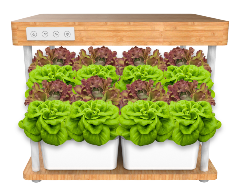 5 Advantages Of Hydroponic Steelmates