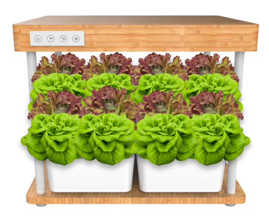 5 Advantages Of Hydroponic
