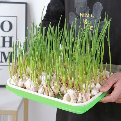 Double-Layer Hydroponic Sprout Growing Tray Set with Stand  Steelmates