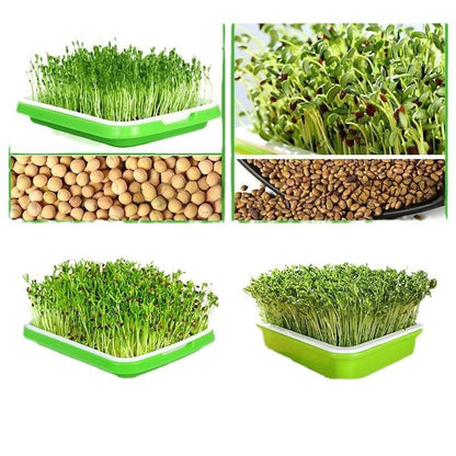 Double-Layer Hydroponic Sprout Growing Tray Set with Stand  Steelmates