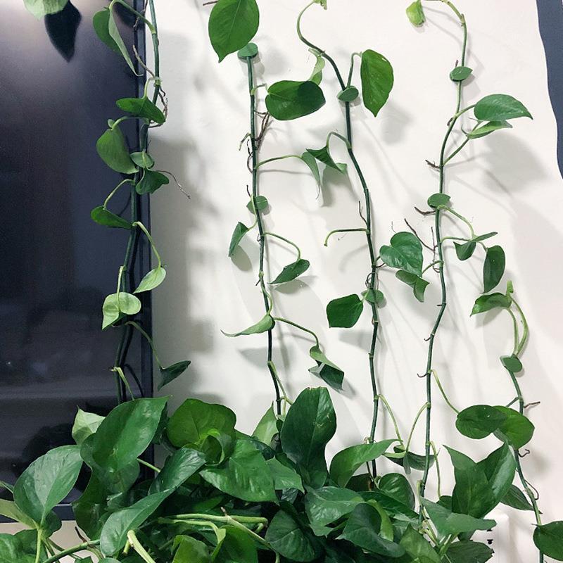 Plant Climbing Wall Clips – Nail-Free Self-Adhesive Vine Holders  Steelmates