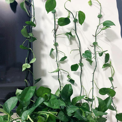 Plant Climbing Wall Clips – Nail-Free Self-Adhesive Vine Holders  Steelmates