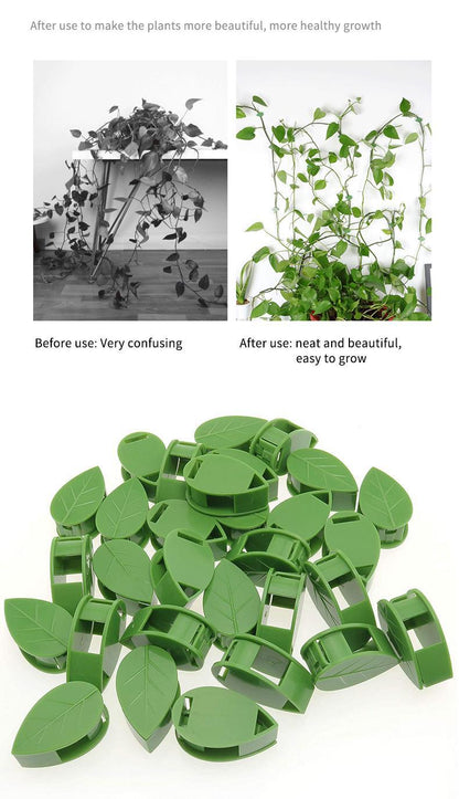 Plant Climbing Wall Clips – Nail-Free Self-Adhesive Vine Holders  Steelmates