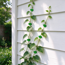 Plant Climbing Wall Clips – Nail-Free Self-Adhesive Vine Holders  Steelmates