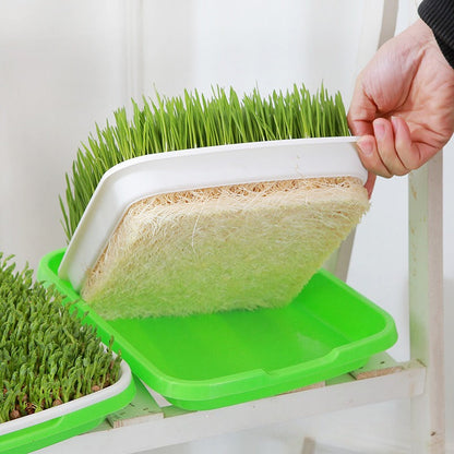 Double-Layer Hydroponic Sprout Growing Tray Set with Stand  Steelmates